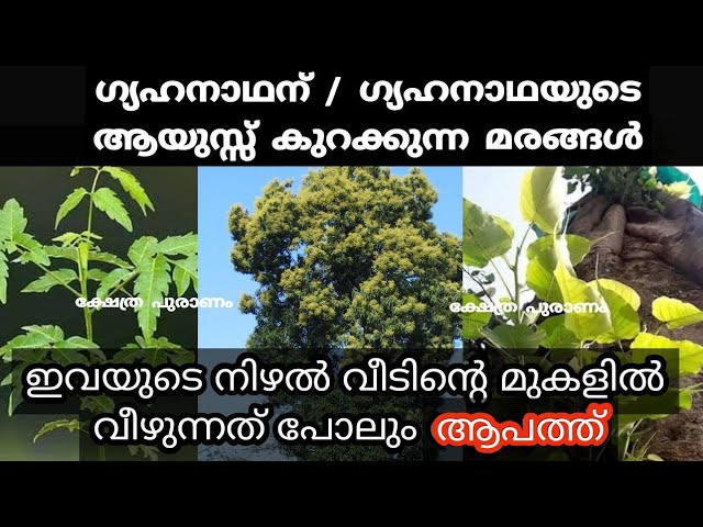 എത്ര പ്രാർത്ഥിച്ചാലും ഫലം ലഭിക്കില്ല.. ഈ മരങ്ങൾ വീട്ടിൽ ഉണെങ്കിൽ