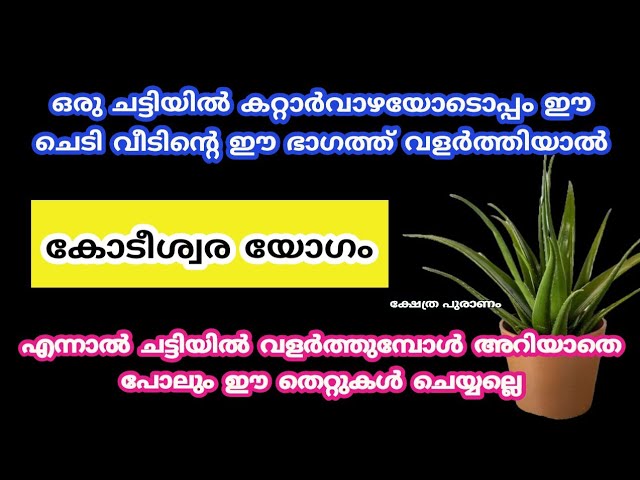 ഒരെ ഒരു ചെടി കറ്റാർവാഴയോടൊപ്പം നട്ട് വളർത്തിയാൽ മതി