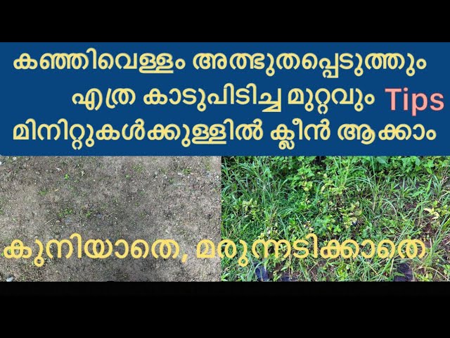 എത്ര കാടുപിടിച്ച മുറ്റവും മിനിറ്റുകൾക്കുള്ളിൽ കഞ്ഞി വെള്ളം കൊണ്ട് ക്ലീൻ ആക്കാം