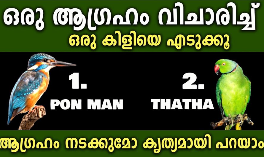 ഒരു കിളിയെ എടുക്കൂ ഒരു ആഗ്രഹം വിചാരിച്ച് ആഗ്രഹം നടക്കുമോ കൃത്യമായി പറയാം