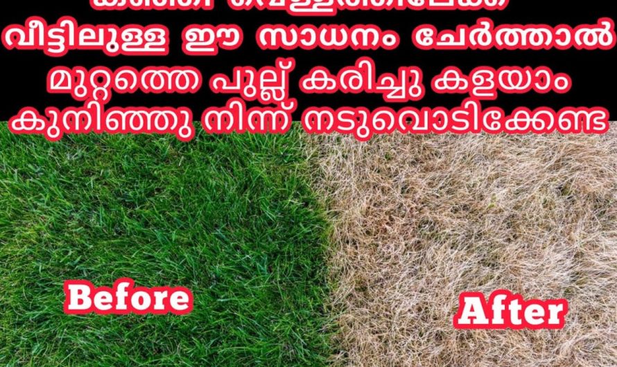 ഇനി കഞ്ഞി വെള്ളം മതി, വീട് വെട്ടി തിളങ്ങാനും മുറ്റത്തിലെ പുല്ല് എല്ലാം കളഞ്ഞ വൃത്തിയിലാക്കുവാനും