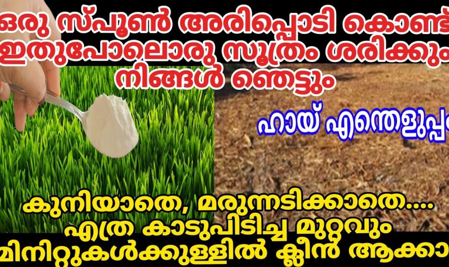 നിസ്സാരക്കാരനല്ല അരിപ്പൊടി കുനിയാതെ മരുന്നടിക്കാതെ എത്ര കാട് പിടിച്ച മുറ്റവും ക്ലീൻ ആക്കാം