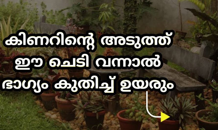 വീടിന് അഭിവ്യദ്ധി വന്ന് കൊണ്ടെയിരിക്കും, കിണറിൻ്റെ അടുത്ത് വളരും തോറും