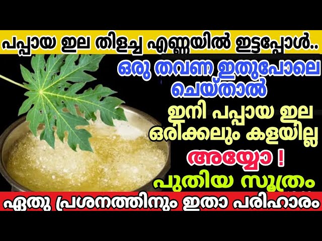 തിളച്ച എണ്ണയിൽ പപ്പായ ഇല ഇട്ടപ്പോൾ സംഭവിച്ചത് കണ്ടോ? അറിയാതെ പോയി ഈ രഹസ്യം