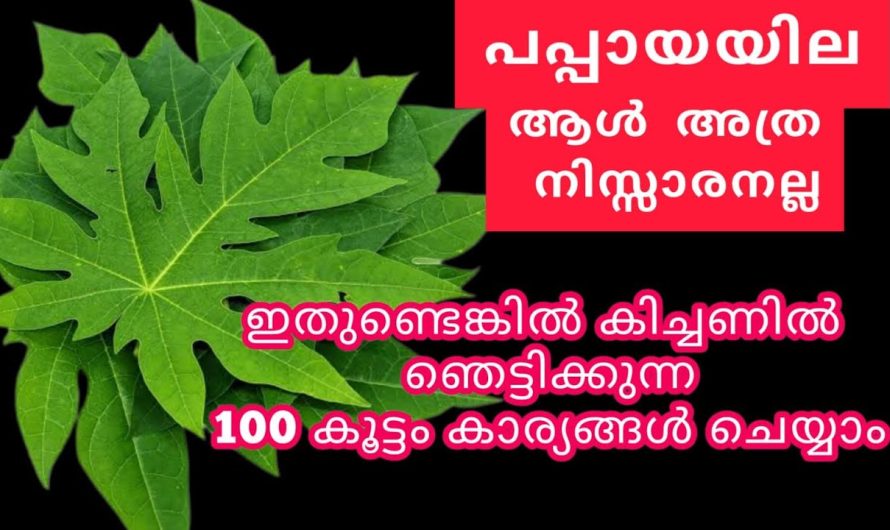 അത്ഭുതപ്പെടുത്തും പപ്പായ ഇല 100% വീട്ടമ്മമാർ ഇത് അറിയാതെ പോവല്ലേ