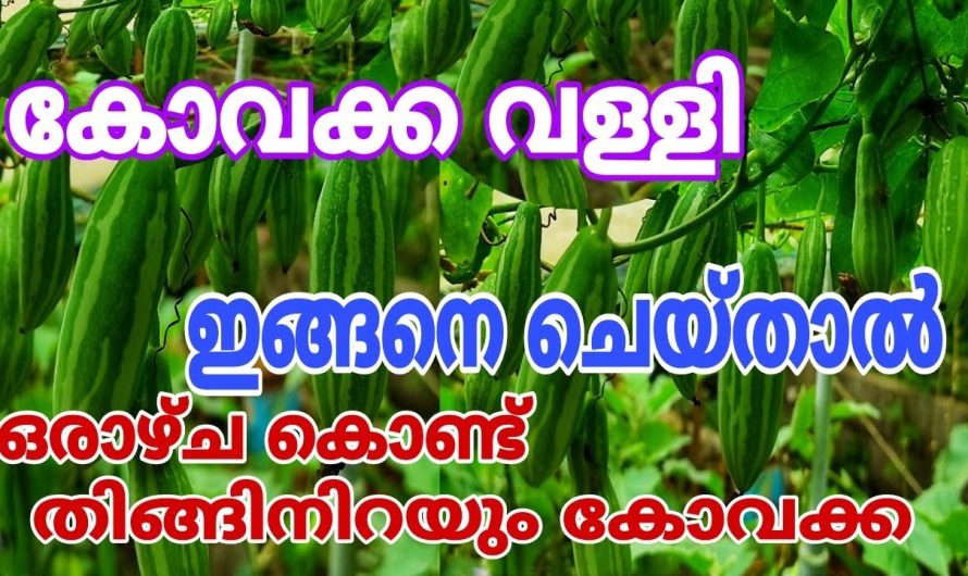 അത്ഭുതം കാണാം കോവക്ക വള്ളിയിൽ ഒരാഴ്ച കൊണ്ട്