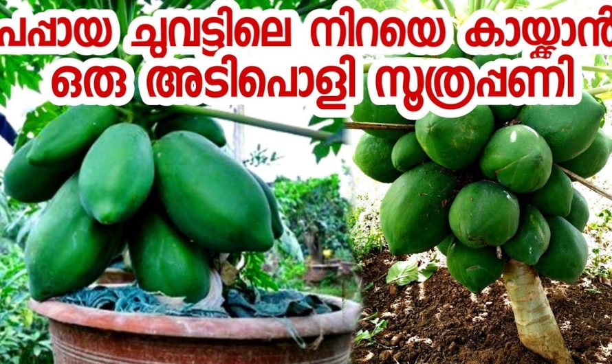 ഒരു കിടിലൻ വഴി പപ്പായ ചുവട്ടിൽ നിന്നും കുലകുത്തി കായ്ക്കാൻ