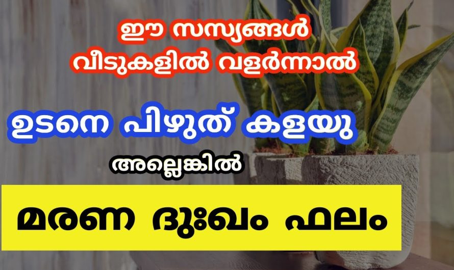 വീടുകളിൽ ഈ സസ്യങ്ങൾ വളർന്നാൽ ഉടനെ പിഴുത് കളയു അലെങ്കിൽ മരണ ദുഃഖം ഫലം