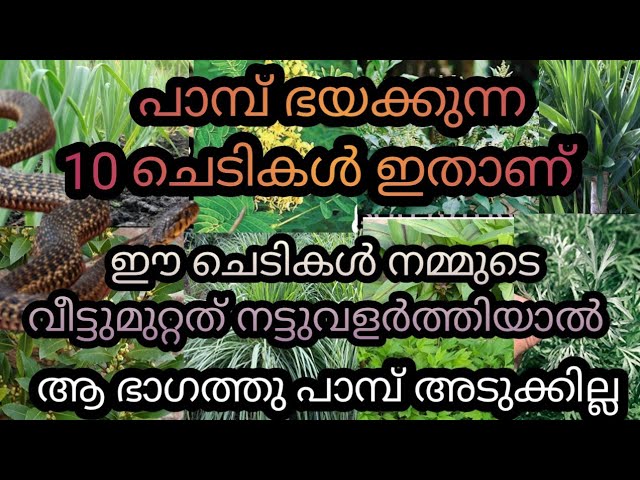 പാമ്പിനെ ഭയക്കേണ്ട, ഈ ചെടികൾ വീട്ടിൽ ഉണ്ടെങ്കിൽ